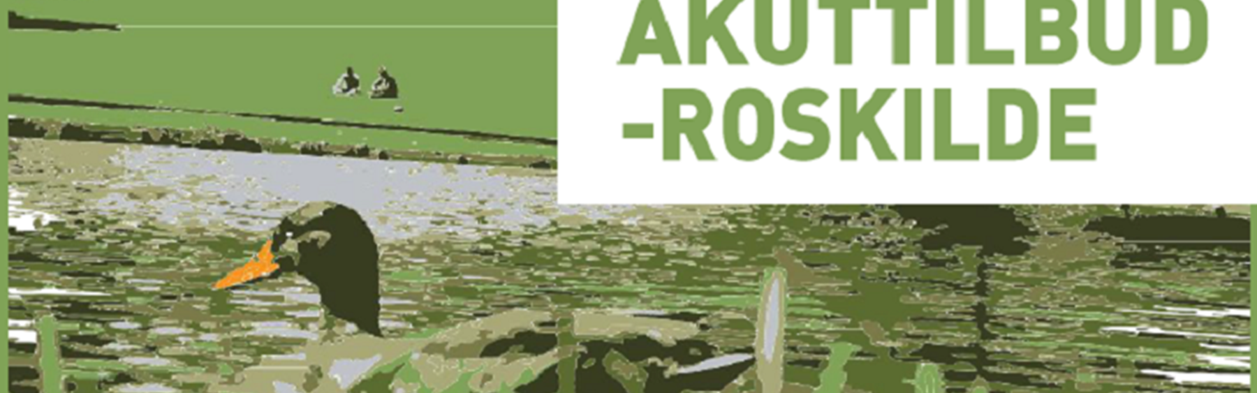 Flyer for Akuttilbud Roskilde med grønne farver og and.
